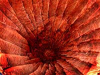 Click on photo to see larger view of the interior of the Mark Lindquist sculpture - Hompashiki II (Ichiboku Series) 1995.